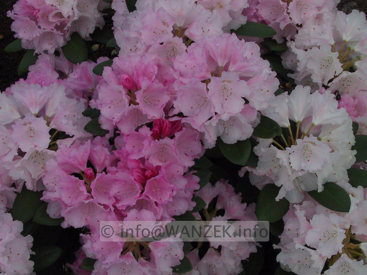 Rhododendron yakushimanum Silberwolke 03.JPG